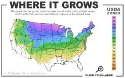 Ohio Buckeye (Aesculus Glabra) - 3 Gallon Pot 12 Ohio Buckeye (Aesculus Glabra) - 3 Gallon Pot -Plant Series Shop 3a 8a 4