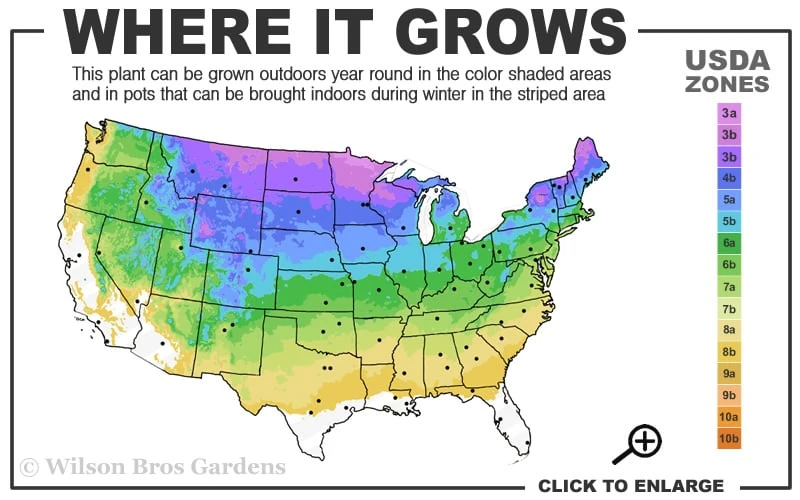 American Basswood Tree (Tilia Americana) - 3 Gallon Pot 3 American Basswood Tree (Tilia Americana) - 3 Gallon Pot - Image 3