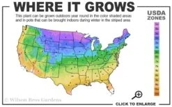 Blackhaw Viburnum - 3 Gallon Pot 10 Blackhaw Viburnum - 3 Gallon Pot -Plant Series Shop 3a 9b 16