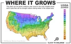 Hetzi Columnar Juniper - 3 Gallon Pot -Plant Series Shop 3b 9b