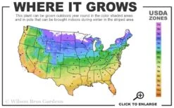 Lemon Drift Groundcover Rose - 3 Gallon Pot -Plant Series Shop 4a 11 1