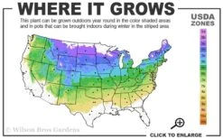 Bloomerang Dark Purple Lilac - 5 Pack Of Quart Pots -Plant Series Shop 4a 8a