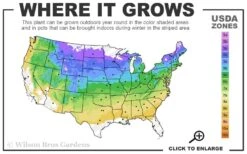 Blue Star Juniper - 6-Pack Of 1 Gallon Pots -Plant Series Shop 4a 8b 46