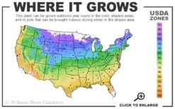 Summer Crush Endless Summer Hydrangea - 2 Gallon Pot 11 Summer Crush Endless Summer Hydrangea - 2 Gallon Pot -Plant Series Shop 4a 9b 23
