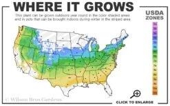 Chicago Luster Arrowwood Viburnum - 3 Gallon Pot 9 Chicago Luster Arrowwood Viburnum - 3 Gallon Pot -Plant Series Shop 5a 8b 33