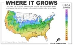 The Rising Sun Redbud Tree - 7 Gallon Pot (4-5') -Plant Series Shop 5a 9b 105