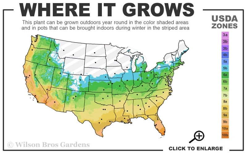 Claudia Wannamaker Southern Magnolia - 3 Gallon Pot 3 Claudia Wannamaker Southern Magnolia - 3 Gallon Pot - Image 3