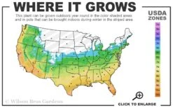 Brackens Brown Beauty Magnolia - 7 Gallon Pot (4-5') -Plant Series Shop 5b 11 8