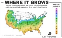 Graham Blandy Columnar Boxwood - 6 Pack Of 1 Gallon Pots 6 Graham Blandy Columnar Boxwood - 6 Pack Of 1 Gallon Pots -Plant Series Shop 5b 9b 2