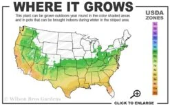 Chinese Snowball Viburnum Bush - 7 Gallon Pot (3-4') -Plant Series Shop 6A 9B 14