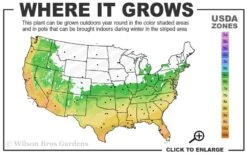 Winter's Snowman Camellia Hybrid - 3 Gallon Pot -Plant Series Shop 6a 10a 2