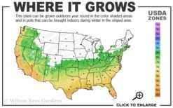 Summer Snow Gardenia - 3 Gallon Pot 10 Summer Snow Gardenia - 3 Gallon Pot -Plant Series Shop 6a 10a