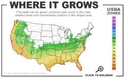 Pony Tails Mexican Feather Grass (Stipa Tennuissima) - 6 Pack Of Quart Pots -Plant Series Shop 6a 10b 11