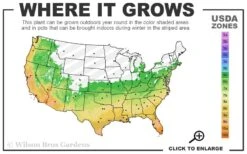 Cab Sav Cold Hardy Eucalyptus Tree (Eucalyptus Rubida) - Quart Pot 7 Cab Sav Cold Hardy Eucalyptus Tree (Eucalyptus Rubida) - Quart Pot -Plant Series Shop 6a 11 2