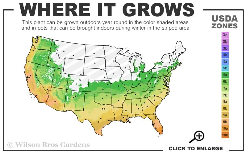 Cab Sav Cold Hardy Eucalyptus Tree (Eucalyptus Rubida) - 2 Gallon Pot 3 Cab Sav Cold Hardy Eucalyptus Tree (Eucalyptus Rubida) - 2 Gallon Pot - Image 3