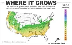 Variegated Boxwood Cone Topiary (Buxus Sempervirens 'Variegata') - 3 Gallon Pot 6 Variegated Boxwood Cone Topiary (Buxus Sempervirens 'Variegata') - 3 Gallon Pot -Plant Series Shop 6a 8b 11
