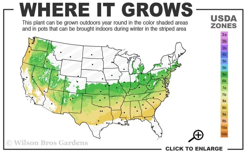 Variegated Boxwood Cone Topiary (Buxus Sempervirens 'Variegata') - 3 Gallon Pot 3 Variegated Boxwood Cone Topiary (Buxus Sempervirens 'Variegata') - 3 Gallon Pot - Image 3
