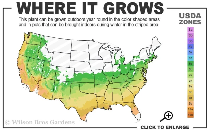 Butterscotch Yellow Jasmine (Jessamine) - Gelsemium Sempervirens - 1 Gallon Pot 3 Butterscotch Yellow Jasmine (Jessamine) - Gelsemium Sempervirens - 1 Gallon Pot - Image 3