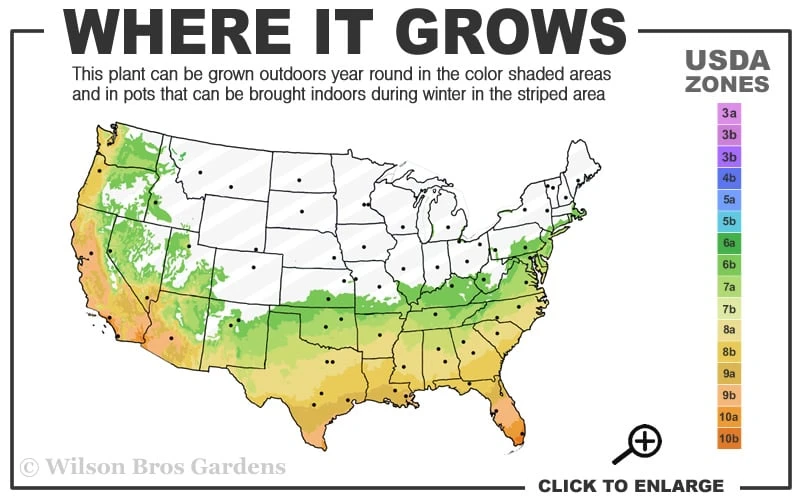 Angus Cold Hardy Eucalyptus Tree (Eucalyptus Nicholii) - 2 Gallon Pot 3 Angus Cold Hardy Eucalyptus Tree (Eucalyptus Nicholii) - 2 Gallon Pot - Image 3