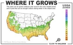 Angus Cold Hardy Eucalyptus Tree (Eucalyptus Nicholii) - Quart Pot 11 Angus Cold Hardy Eucalyptus Tree (Eucalyptus Nicholii) - Quart Pot -Plant Series Shop 6b 10b 13