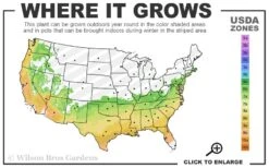 Winter's Star Cold Hardy Camellia - 1 Gallon Pot -Plant Series Shop 6b 9b 1