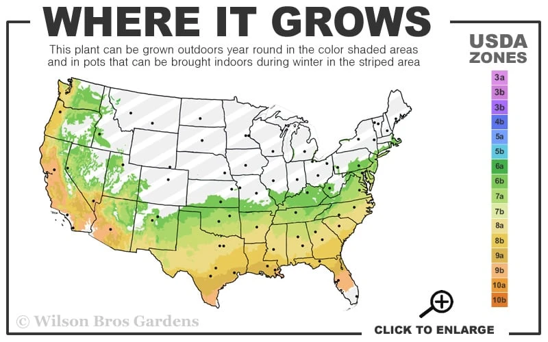 Big O Cold Hardy Eucalyptus Tree (Eucalyptus Neglecta) - 1 Gallon Pot 3 Big O Cold Hardy Eucalyptus Tree (Eucalyptus Neglecta) - 1 Gallon Pot - Image 3