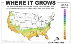 Pink Snow Camellia Sasanqua - 1 Gallon Pot -Plant Series Shop 7a 10a