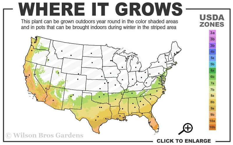 Little Gem Dwarf Southern Magnolia - 7 Gallon Pot (3-4') 3 Little Gem Dwarf Southern Magnolia - 7 Gallon Pot (3-4') - Image 3