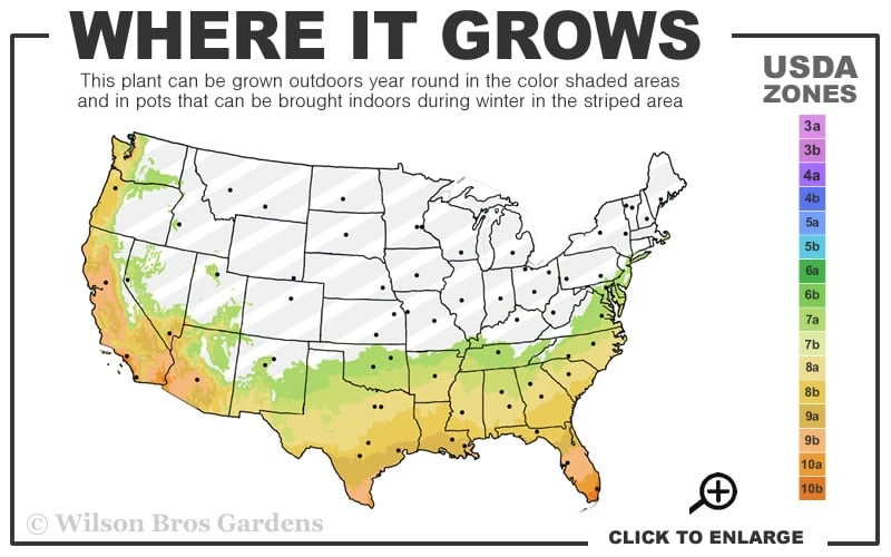 Wavy Leaf Ligustrum Recurvifolium - 1 Gallon Pot 3 Wavy Leaf Ligustrum Recurvifolium - 1 Gallon Pot - Image 3