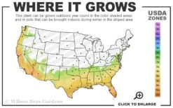 Snow Globe Gardenia - 3 Gallon Pot -Plant Series Shop 7a 10b 69