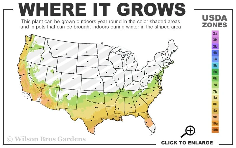 Snow Day Cold Hardy Eucalyptus Tree (Eucalyptus Gregsoniana) - 3 Quart Pot 3 Snow Day Cold Hardy Eucalyptus Tree (Eucalyptus Gregsoniana) - 3 Quart Pot - Image 3