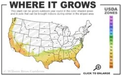 Asian Jasmine - Asiatic Jasmine - 6 Pack Of Pint Pots -Plant Series Shop 7b 10b 31