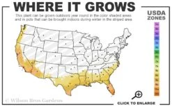 Bluey Cold Hardy Eucalyptus Tree (Eucalyptus Pulverulenta) - 1 Gallon Pot 11 Bluey Cold Hardy Eucalyptus Tree (Eucalyptus Pulverulenta) - 1 Gallon Pot -Plant Series Shop 8a 11 21
