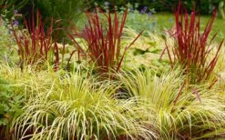 Golden Sweet Flag - Acorus Gramineus 'Ogon' - 18 Count Flat Of Pint Pots -Plant Series Shop Acorus Ogon 103