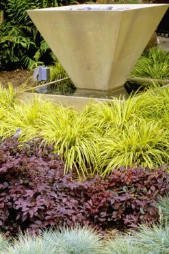 Golden Sweet Flag - Acorus Gramineus 'Ogon' - 18 Count Flat Of Pint Pots -Plant Series Shop Acorus Ogon 104