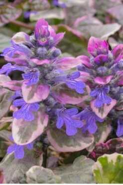 Burgundy Glow Ajuga - Bugleweed - 5-Pack Of 4" Pint Pots