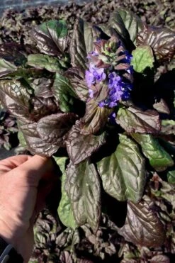 Catlins Giant Ajuga - Bugleweed - 18 Pack Of 3.5" Pots -Plant Series Shop Ajuga Catlins Giant 10 3