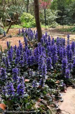 Catlins Giant Ajuga - Bugleweed - 5 Pack Of Quart Pots -Plant Series Shop Ajuga Catlins Giant 20