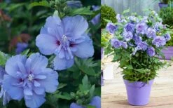 Blue Chiffon Rose Of Sharon - 5 Gallon Pot -Plant Series Shop Althea Blue Chiffon