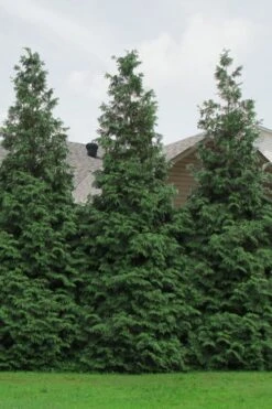 Green Giant Arborvitae - 7 Gallon Pot (3-4') 11 Green Giant Arborvitae - 7 Gallon Pot (3-4') -Plant Series Shop Arborvitae Green Giant 500x750 1