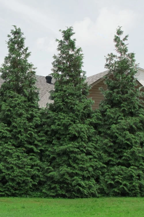 Green Giant Arborvitae - 7 Gallon Pot (3-4') 6 Green Giant Arborvitae - 7 Gallon Pot (3-4') - Image 6