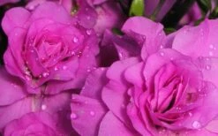 Amelia Rose Azalea - 1 Gallon Pot -Plant Series Shop Azalea Amelia Rose 1