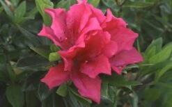 Brilliant Southern Indica Azalea - 1 Gallon Pot -Plant Series Shop Azalea Brilliant 1