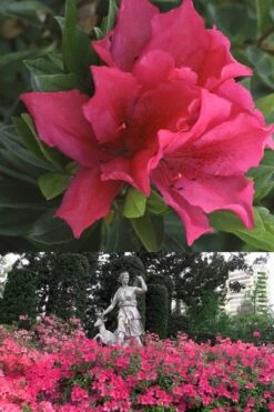 Brilliant Southern Indica Azalea - 1 Gallon Pot -Plant Series Shop Azalea Brilliant 500x700 1