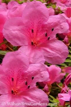Chinzan Dwarf Azalea - 6 Pack Of 1 Gallon Pots