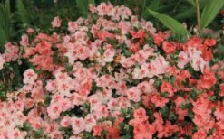 Hilda Niblett Azalea - 2 Gallon Pot -Plant Series Shop Azalea Hilda Niblet Flowers 2