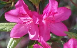 Judge Solomon Southern Indica Azalea - 1 Gallon Pot -Plant Series Shop Azalea Judge Solomon 50 1