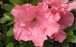 Gumpo Pink Dwarf Azalea - 2 Gallon Pot -Plant Series Shop Azalea Pink Gumpo 1