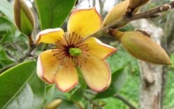 Banana Shrub - 6 Pack Of 1 Gallon Pots 10 Banana Shrub - 6 Pack Of 1 Gallon Pots -Plant Series Shop Banana Shrub Flower Closeup