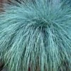 Beyond Blue Festuca (Fescue) - 6 Pack Of 1 Gallon Pots